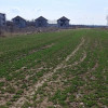 Teren intravilan Măgurele langa padurea Cornetu si Arges