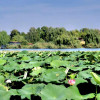  Casă de vânzare în Ghermănești, Snagov – cu teren si aproape de lac
